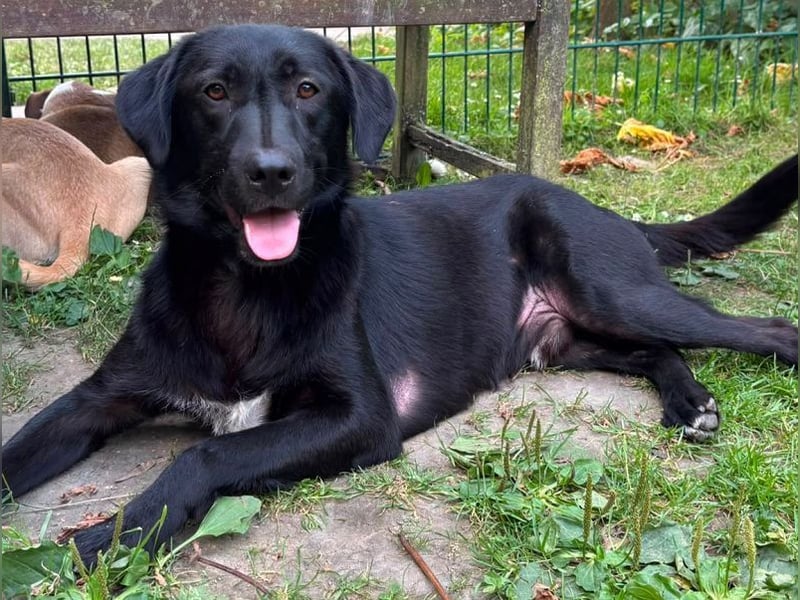 ♥JAMIE♥ neu auf Pflegestelle bei Köln - fröhlicher, aufgeschlossener echter Herzenshund 50cm