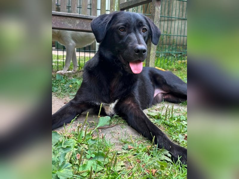 ♥JAMIE♥ neu auf Pflegestelle bei Köln - fröhlicher, aufgeschlossener echter Herzenshund 50cm
