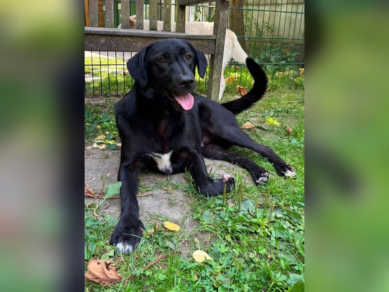 ♥JAMIE♥ neu auf Pflegestelle bei Köln - fröhlicher, aufgeschlossener echter Herzenshund 50cm