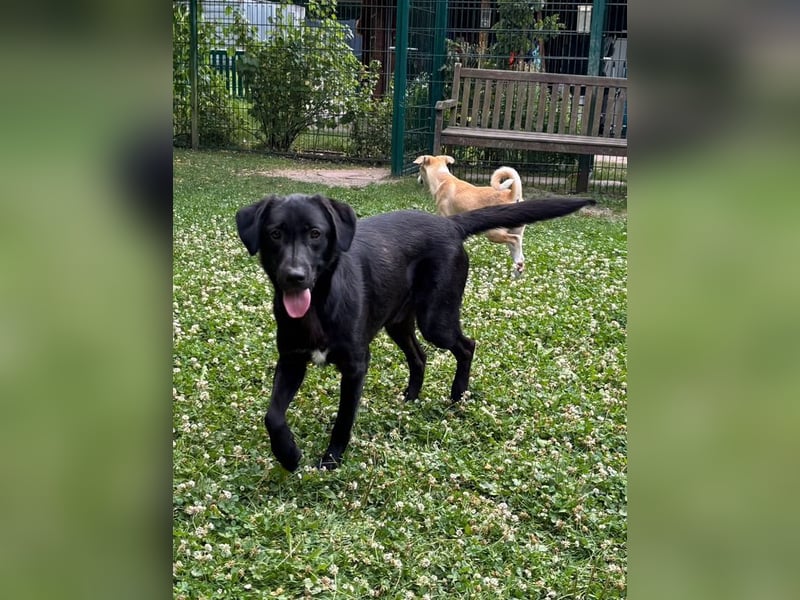 ♥JAMIE♥ neu auf Pflegestelle bei Köln - fröhlicher, aufgeschlossener echter Herzenshund 50cm