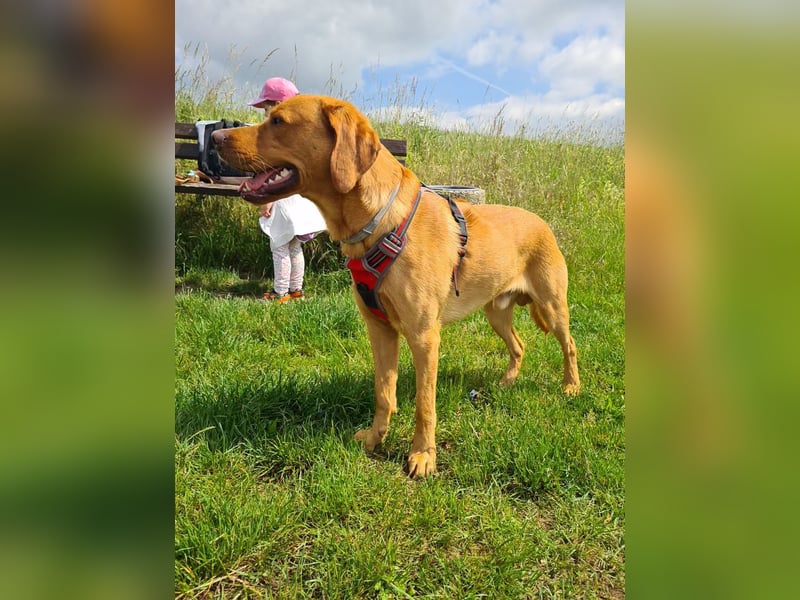 Wunderschöner Deckrüde