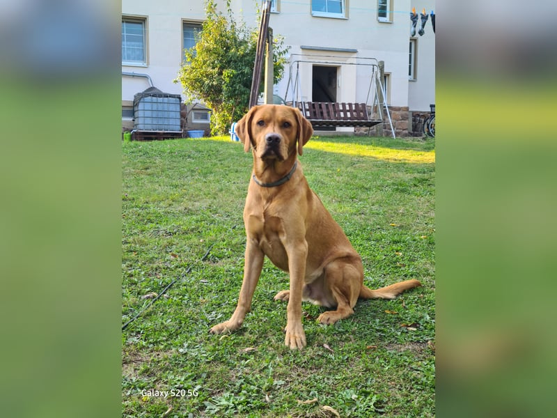 Wunderschöner Deckrüde