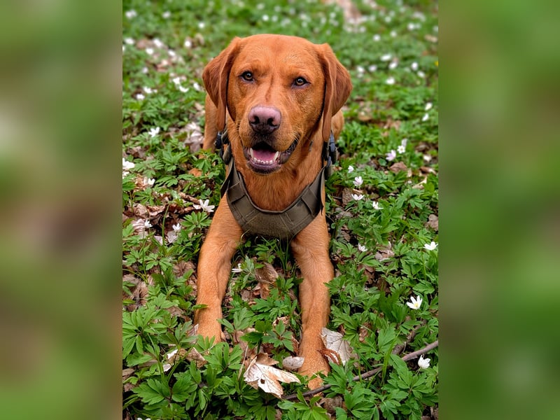 Wunderschöner Deckrüde