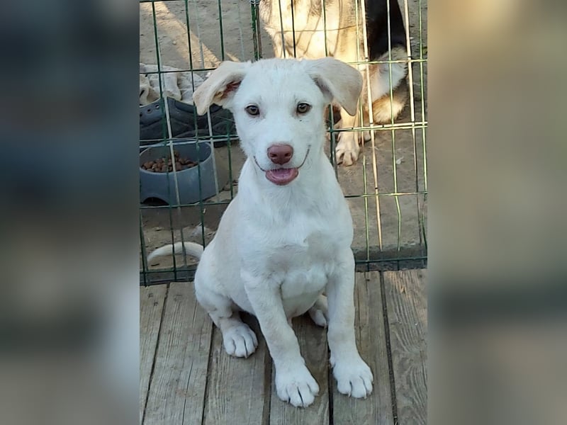Lou - ein kleiner Entdecker sucht seine Familie fürs Leben