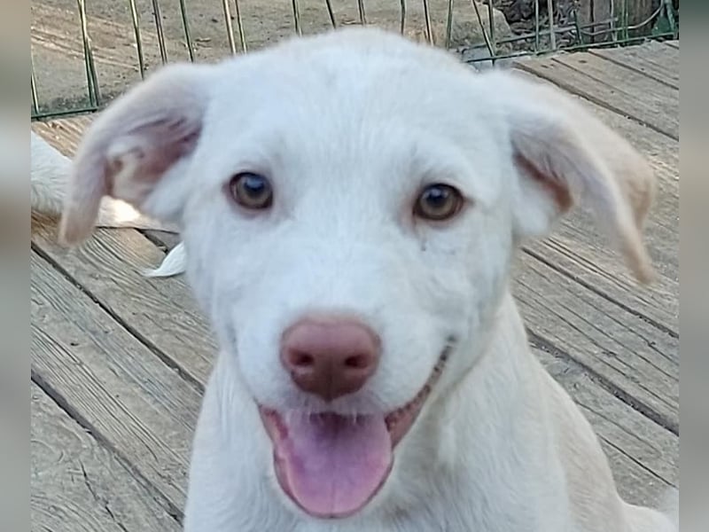 Lou - ein kleiner Entdecker sucht seine Familie fürs Leben