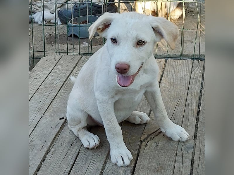 Lou - ein kleiner Entdecker sucht seine Familie fürs Leben