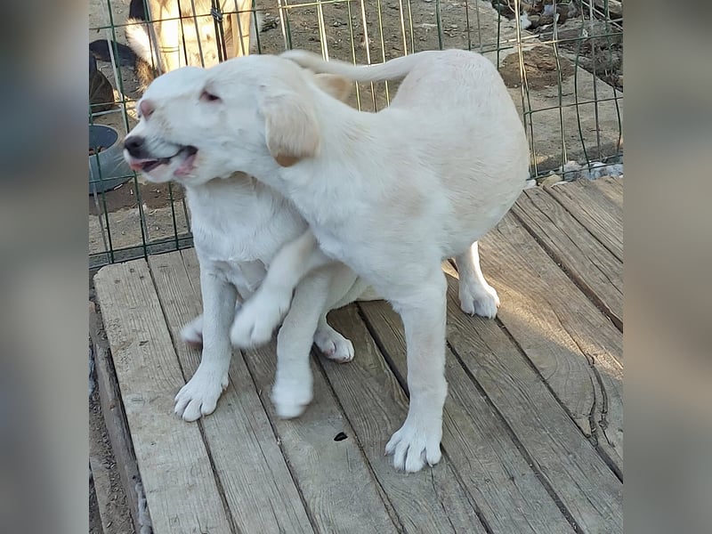 Lou - ein kleiner Entdecker sucht seine Familie fürs Leben