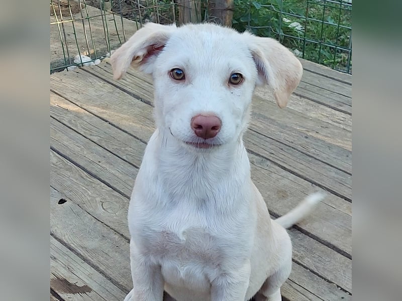 Lou - ein kleiner Entdecker sucht seine Familie fürs Leben