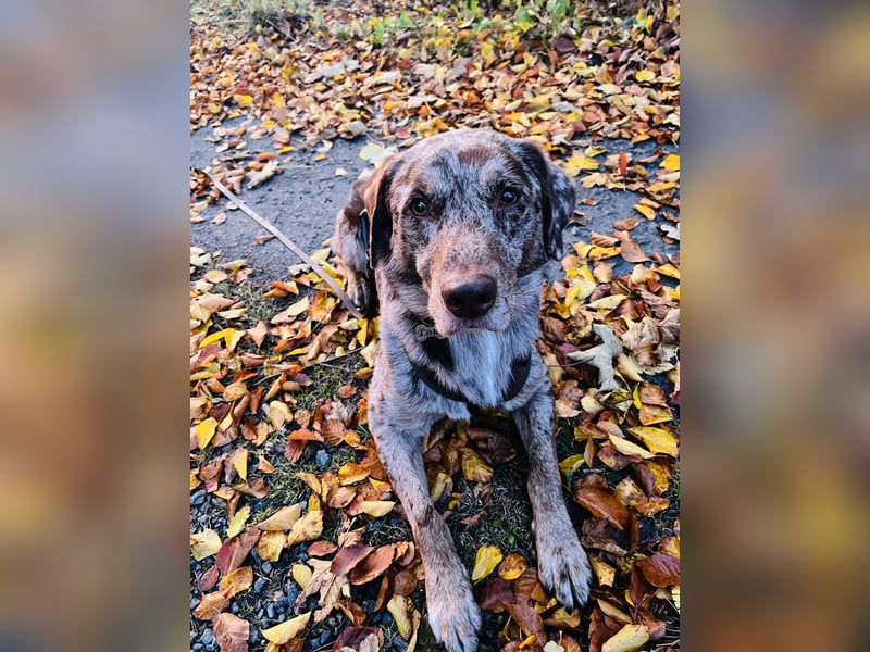 Labrador - Aussie Rüde zu verkaufen