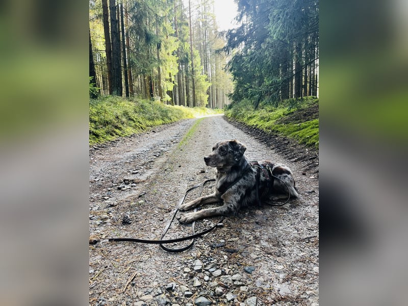 Labrador - Aussie Rüde zu verkaufen