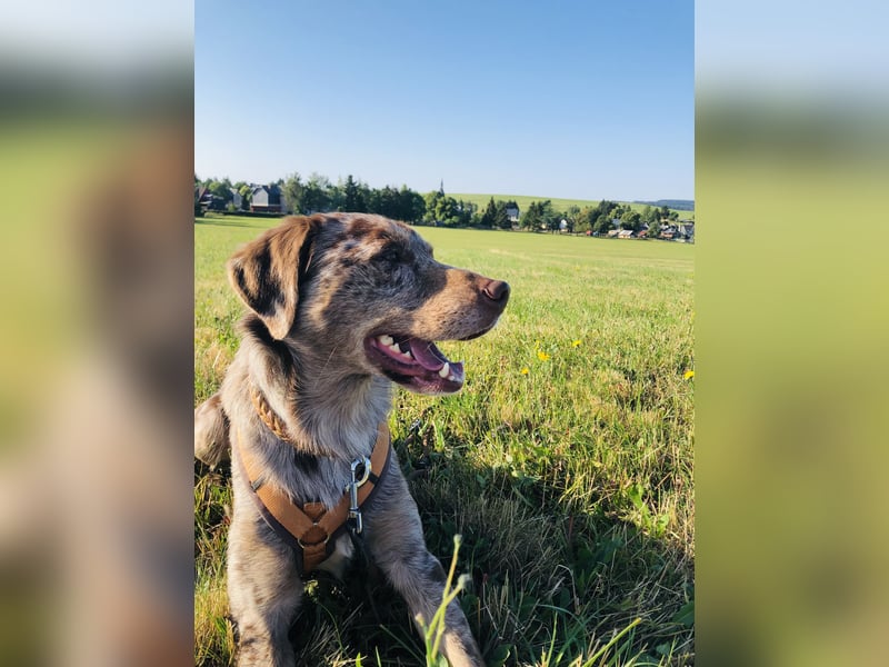 Labrador - Aussie Rüde zu verkaufen