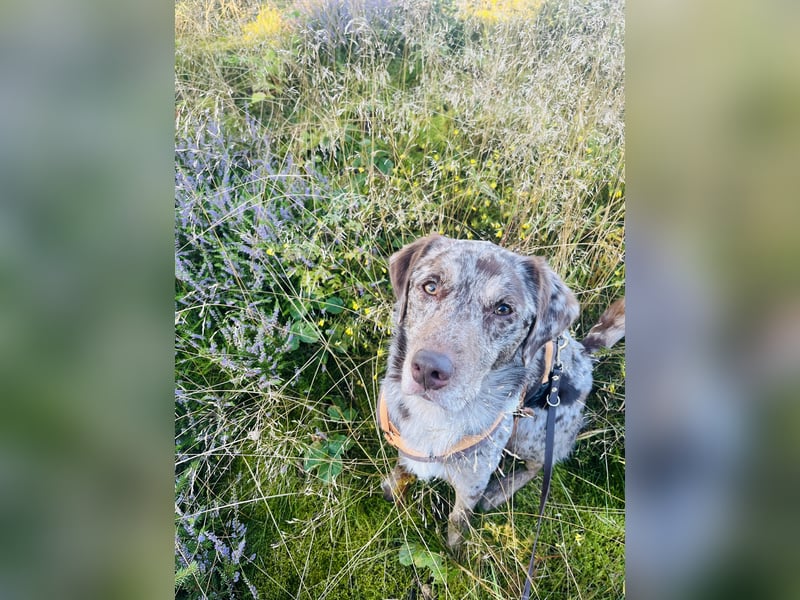 Labrador - Aussie Rüde zu verkaufen