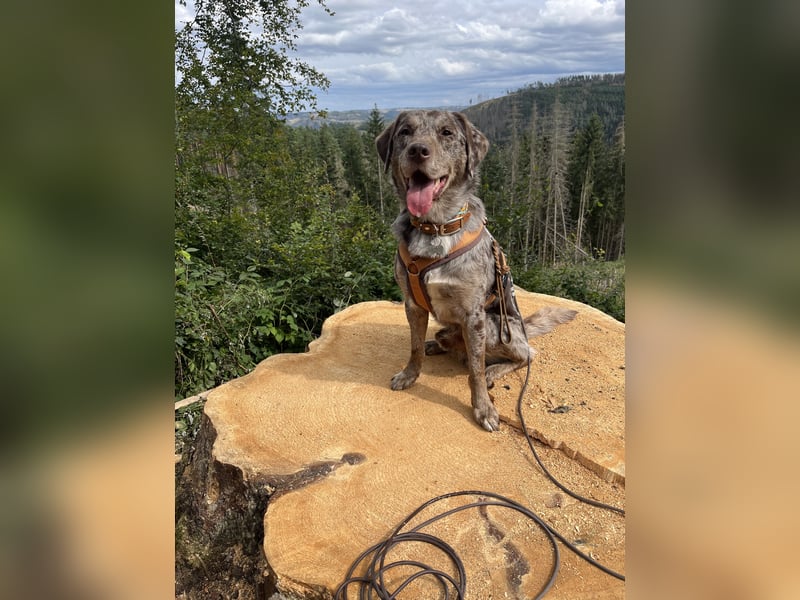 Labrador - Aussie Rüde zu verkaufen