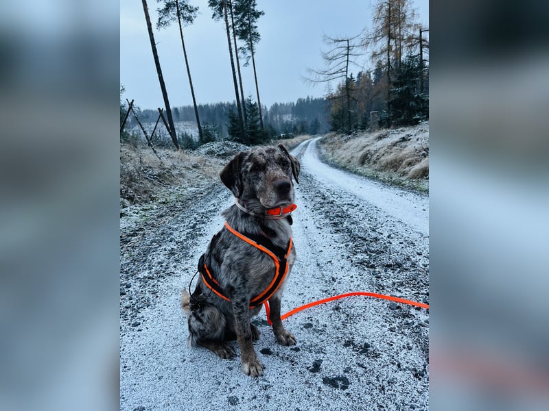 Labrador - Aussie Rüde zu verkaufen