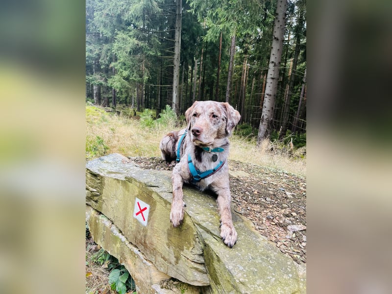 Labrador - Aussie Rüde zu verkaufen