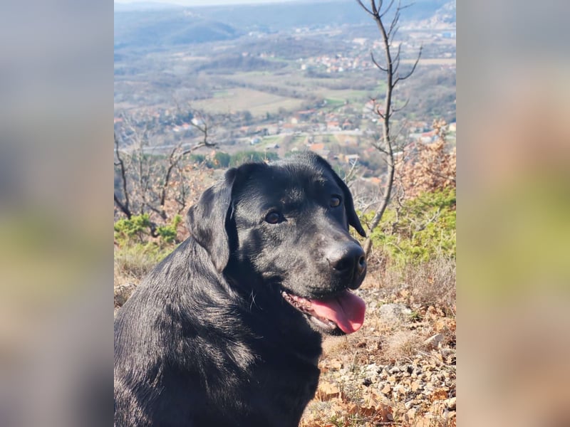 Labrador-Hündin Charlita sucht ihr Glück❤️