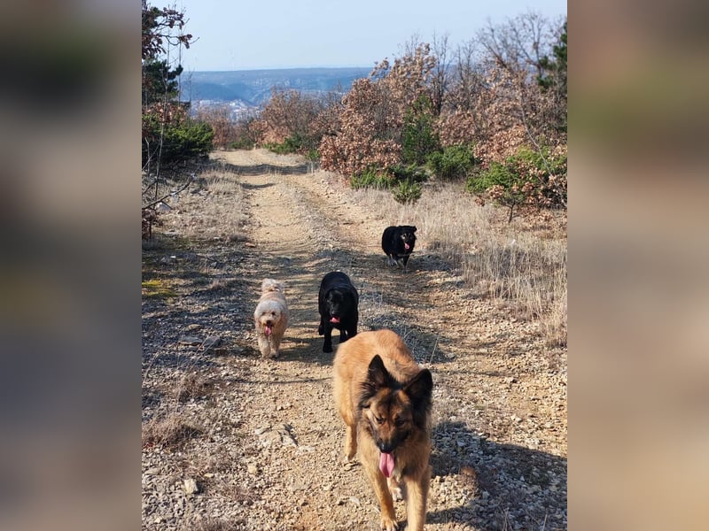Labrador-Hündin Charlita sucht ihr Glück❤️