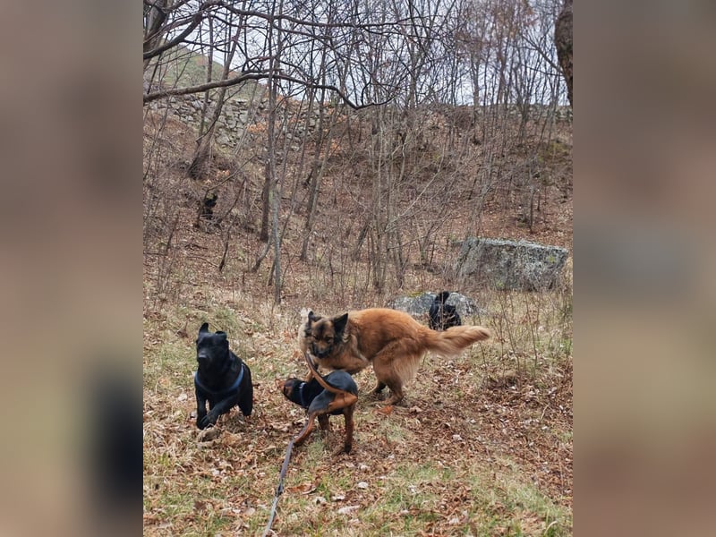 Labrador-Hündin Charlita sucht ihr Glück❤️