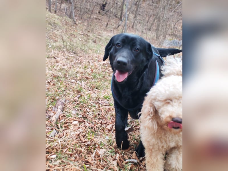 Labrador-Hündin Charlita sucht ihr Glück❤️