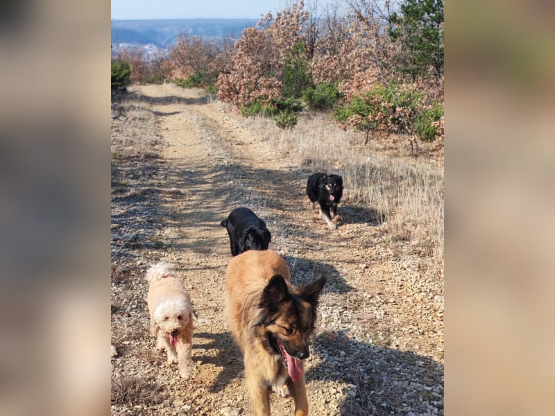 Labrador-Hündin Charlita sucht ihr Glück❤️