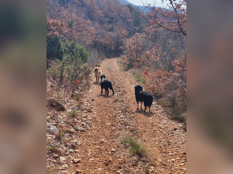 Labrador-Hündin Charlita sucht ihr Glück❤️
