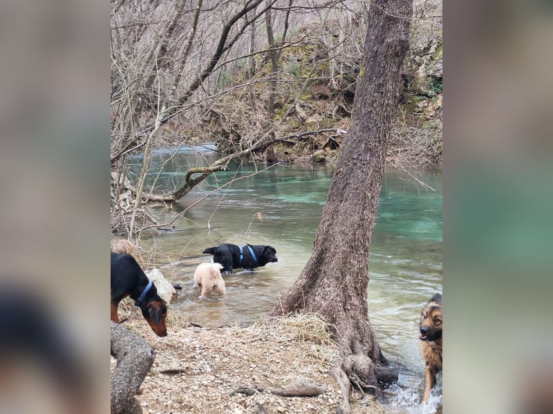 Labrador-Hündin Charlita sucht ihr Glück❤️