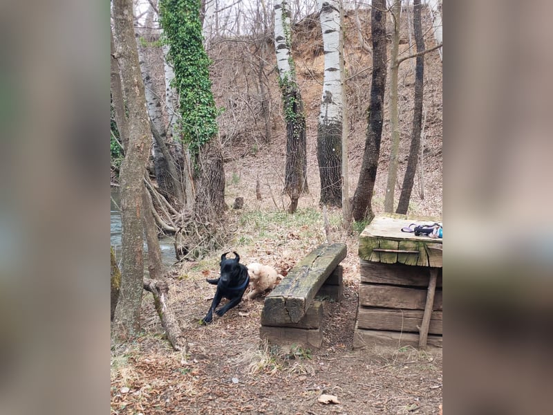 Labrador-Hündin Charlita sucht ihr Glück❤️