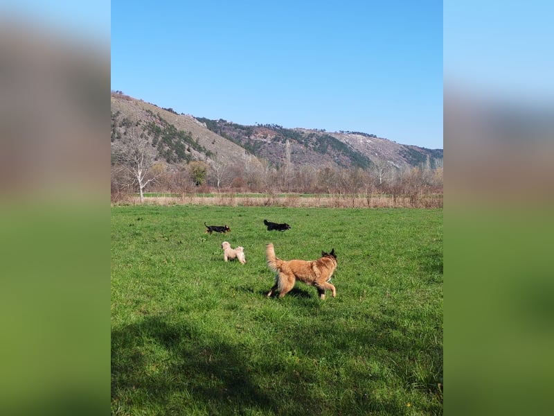 Labrador-Hündin Charlita sucht ihr Glück❤️