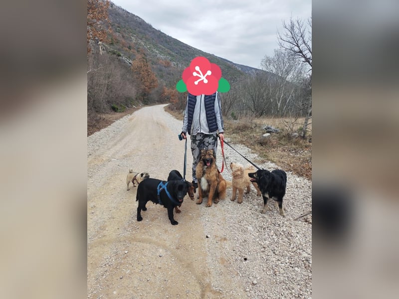 Labrador-Hündin Charlita sucht ihr Glück❤️