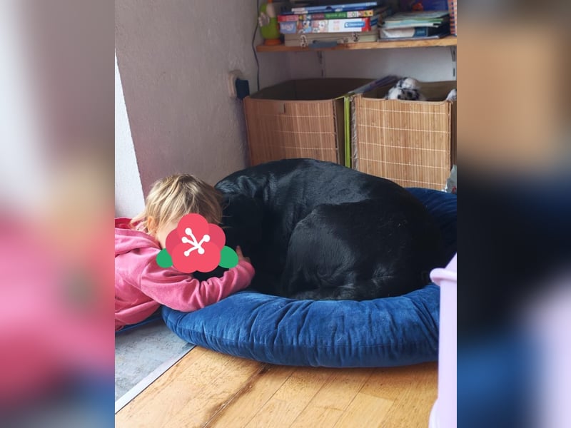 Labrador-Hündin Charlita sucht ihr Glück❤️