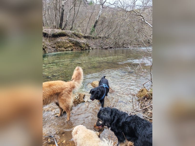Labrador-Hündin Charlita sucht ihr Glück❤️