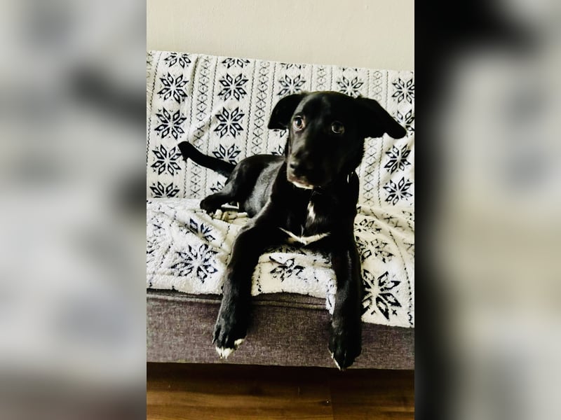 Unkomplizierter Labrador ähnl. Hundejunge, Familienhund, 5Mon., gepflegt
