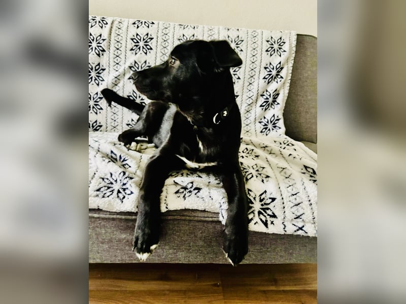 Unkomplizierter Labrador ähnl. Hundejunge, Familienhund, 5Mon., gepflegt