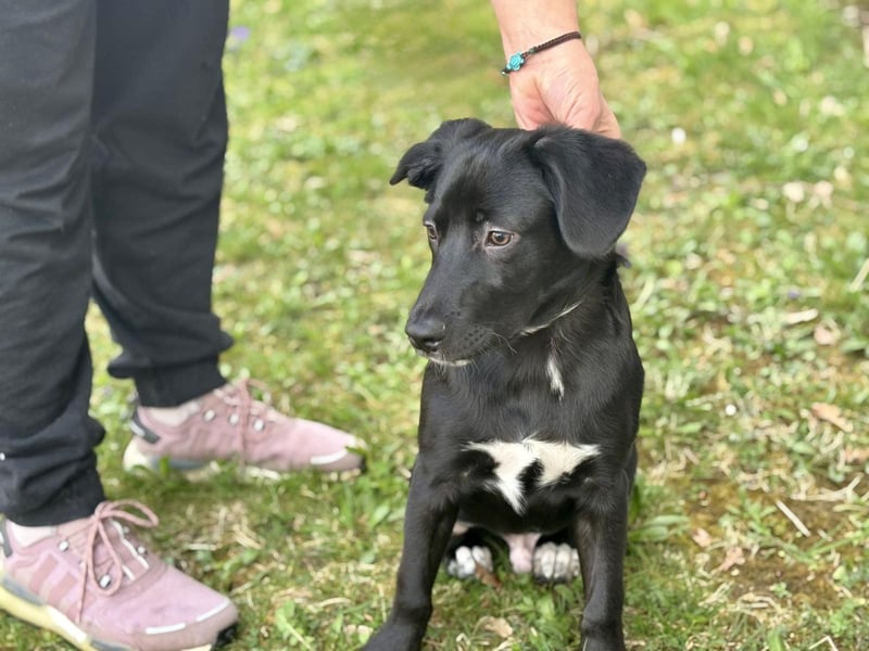Unkomplizierter Labrador ähnl. Hundejunge, Familienhund, 5Mon., gepflegt