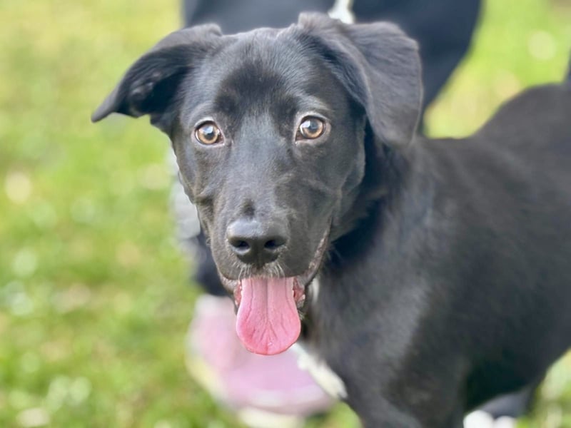 Unkomplizierter Labrador ähnl. Hundejunge, Familienhund, 5Mon., gepflegt