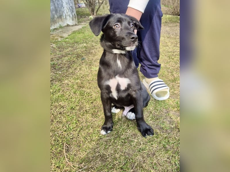 Unkomplizierter Labrador ähnl. Hundejunge, Familienhund, 5Mon., gepflegt
