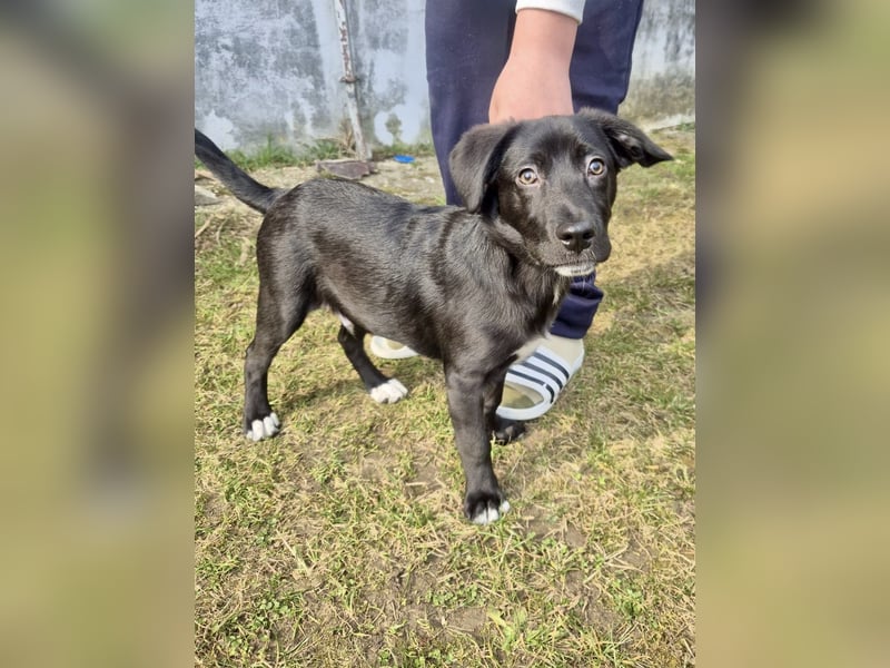 Unkomplizierter Labrador ähnl. Hundejunge, Familienhund, 5Mon., gepflegt
