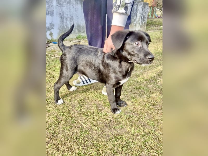 Unkomplizierter Labrador ähnl. Hundejunge, Familienhund, 5Mon., gepflegt