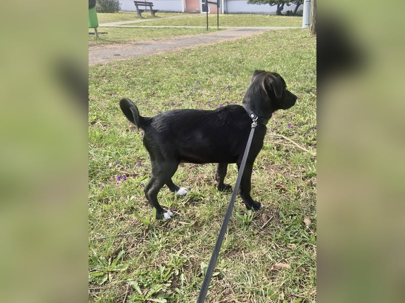 Unkomplizierter Labrador ähnl. Hundejunge, Familienhund, 5Mon., gepflegt