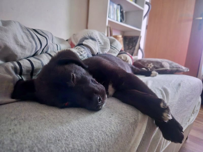 Unkomplizierter Labrador ähnl. Hundejunge, Familienhund, 5Mon., gepflegt