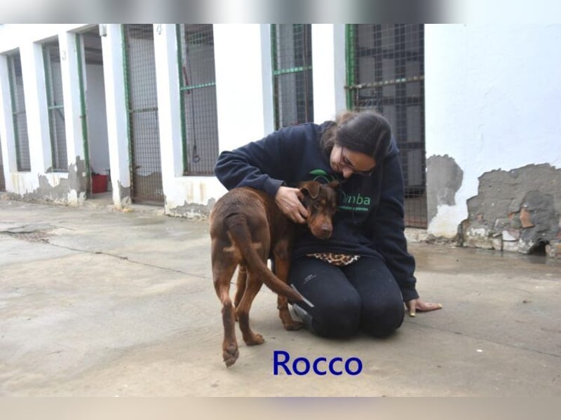 Rocco geb. 10/2022 (ESP) - schokoladenfarbiger, freundlicher Hundemann!