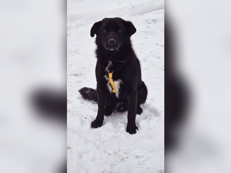 Ebano lebte lange Zeit an der Kette