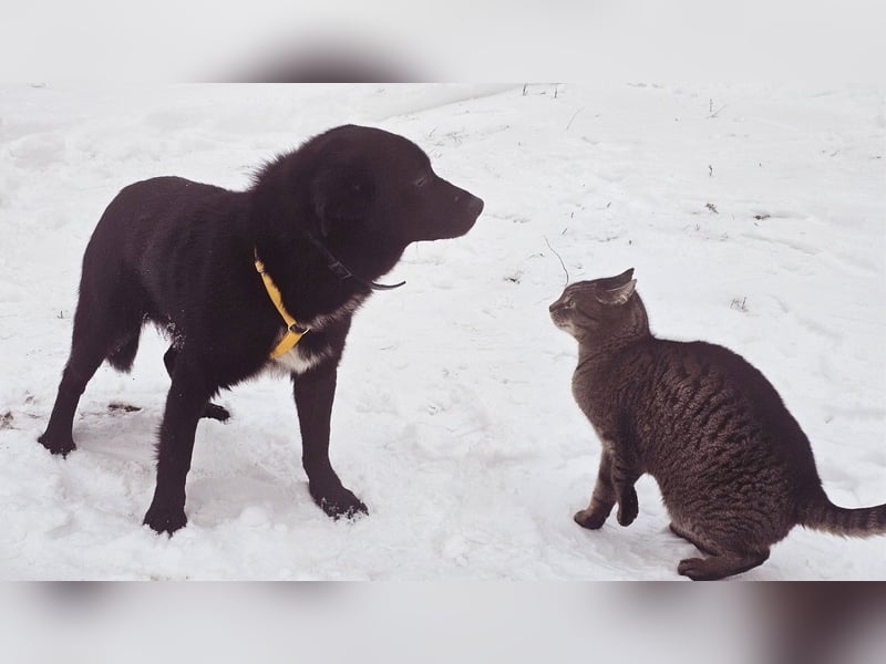 Ebano lebte lange Zeit an der Kette