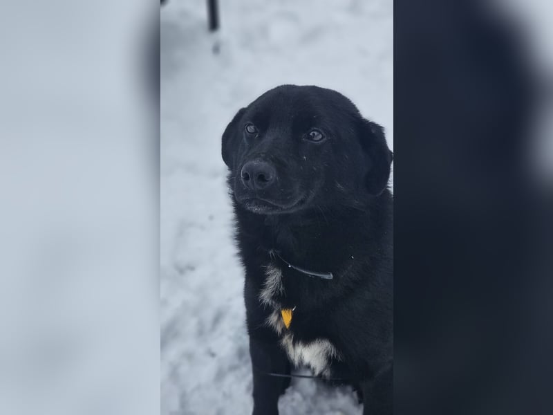 Ebano lebte lange Zeit an der Kette