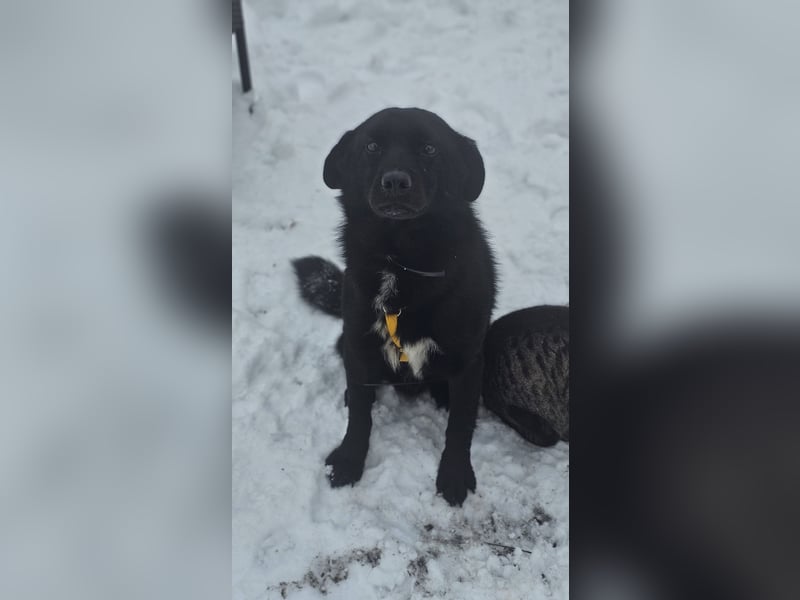 Ebano lebte lange Zeit an der Kette