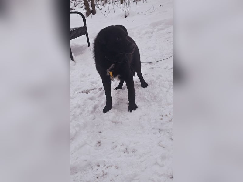 Ebano lebte lange Zeit an der Kette