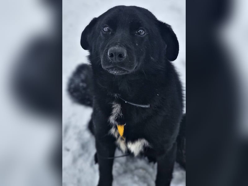 Ebano lebte lange Zeit an der Kette