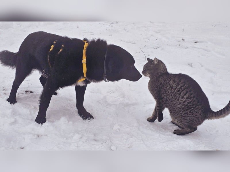 Ebano lebte lange Zeit an der Kette