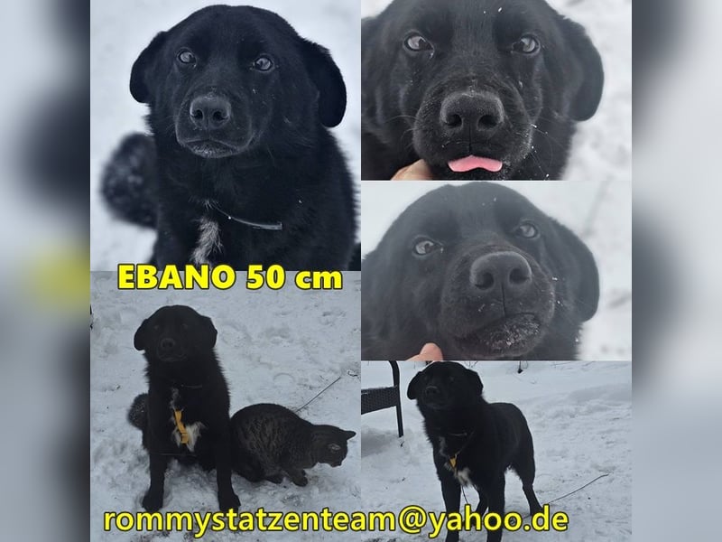 Ebano lebte lange Zeit an der Kette