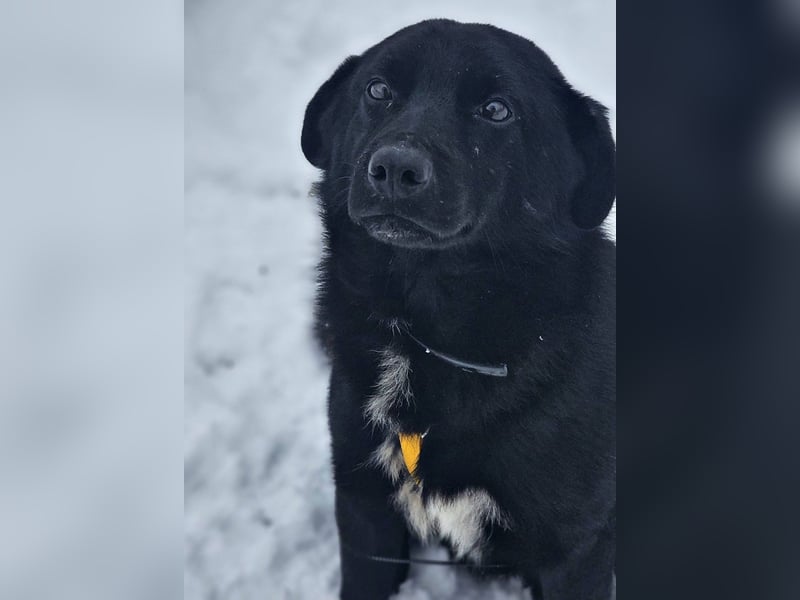 Ebano lebte lange Zeit an der Kette